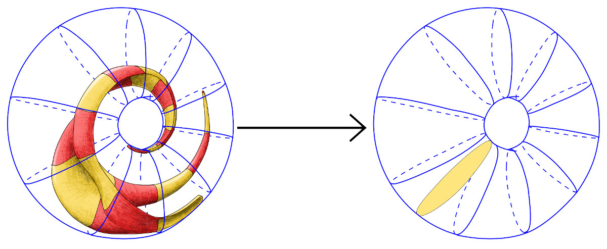 Jester's hat inside a rotational torus